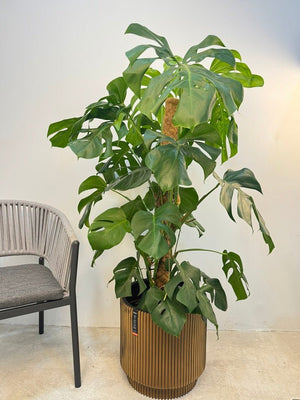 Swiss Cheese Plant (Monstera deliciosa moss stick) | 1.2 - 1.4m - Acacia Garden Center