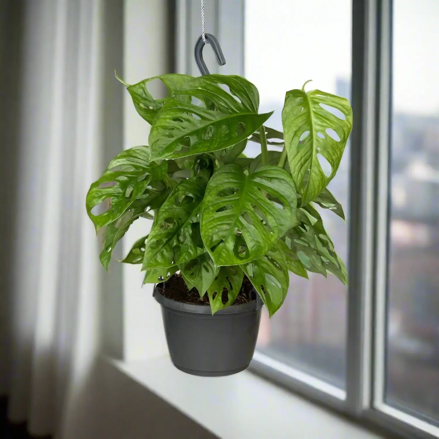 Swiss Cheese Vine (Monstera adansonii) | 15–20 cm - Acacia Garden Center
