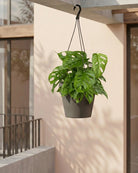 Swiss Cheese Vine (Monstera adansonii) | 15–20 cm - Acacia Garden Center