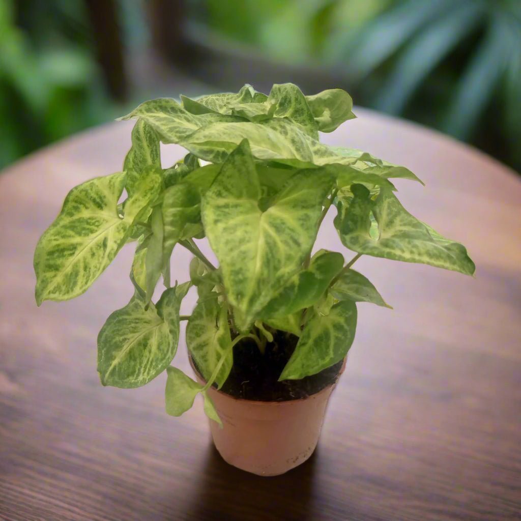 Syngonium Podophyllum (Arrowhead | Goosefoot) | 15 - 20 cm - Acacia Garden Center
