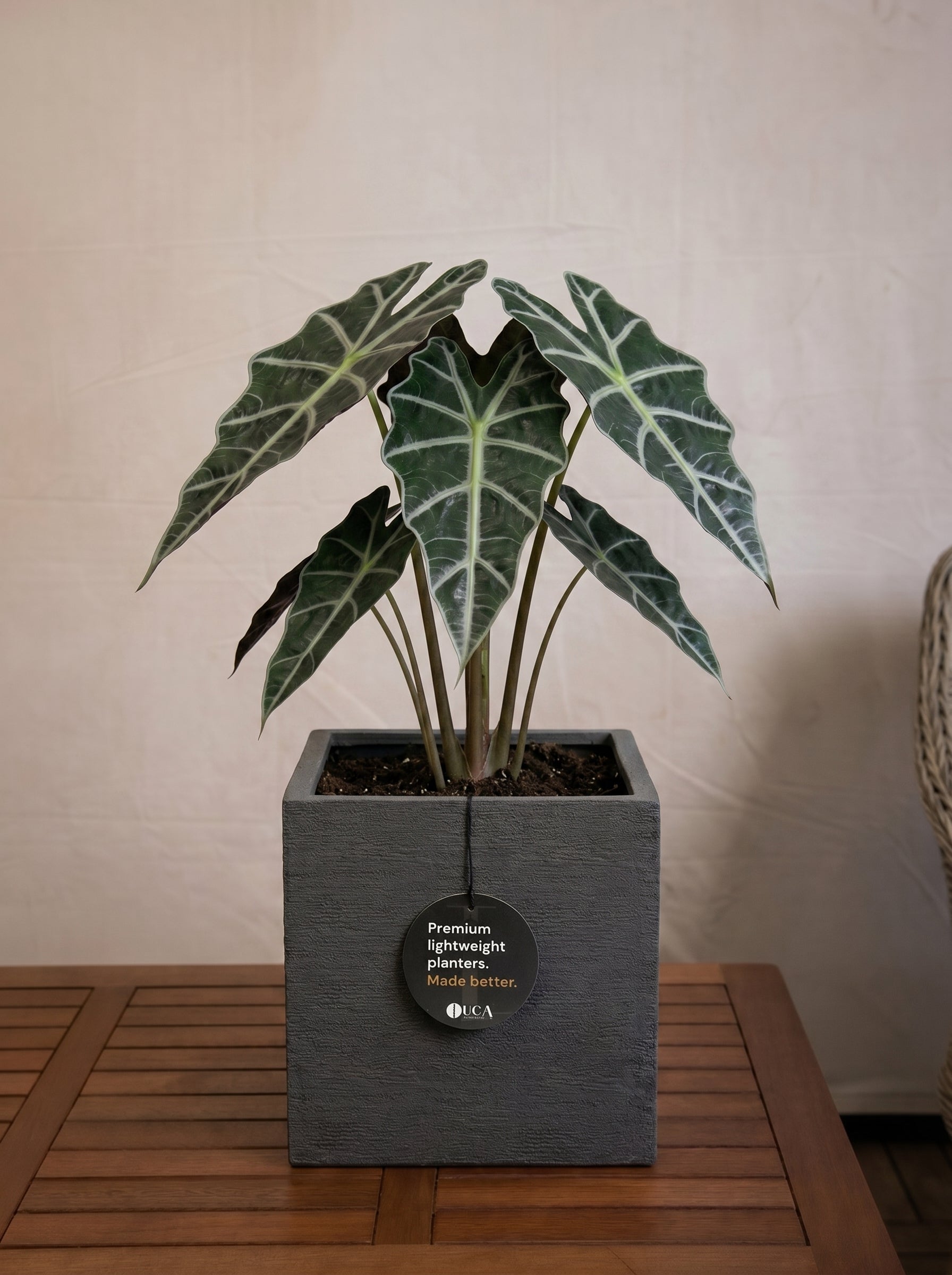 Terreno Cube | Square Planter, Dia. 20–50 cm - Acacia Garden Center