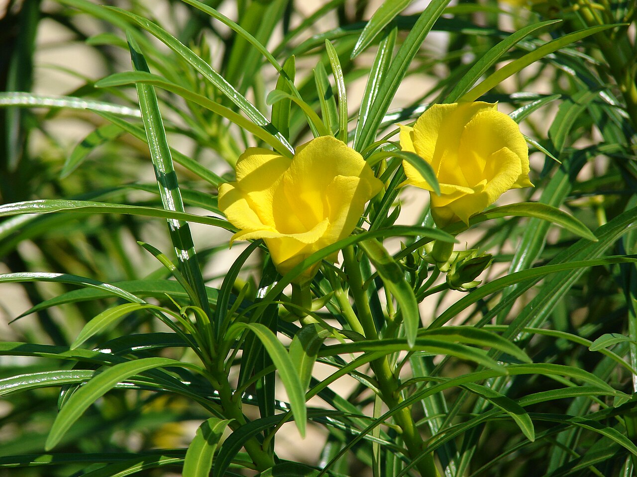 Thevetia Peruviana | Cascabela Thevetia | Yellow Oleander | Lucky Nut