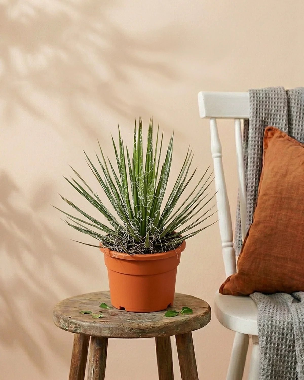 Thread Agave (Agave filifera) | Architectural Succulent, 40–50 cm - Acacia Garden Center