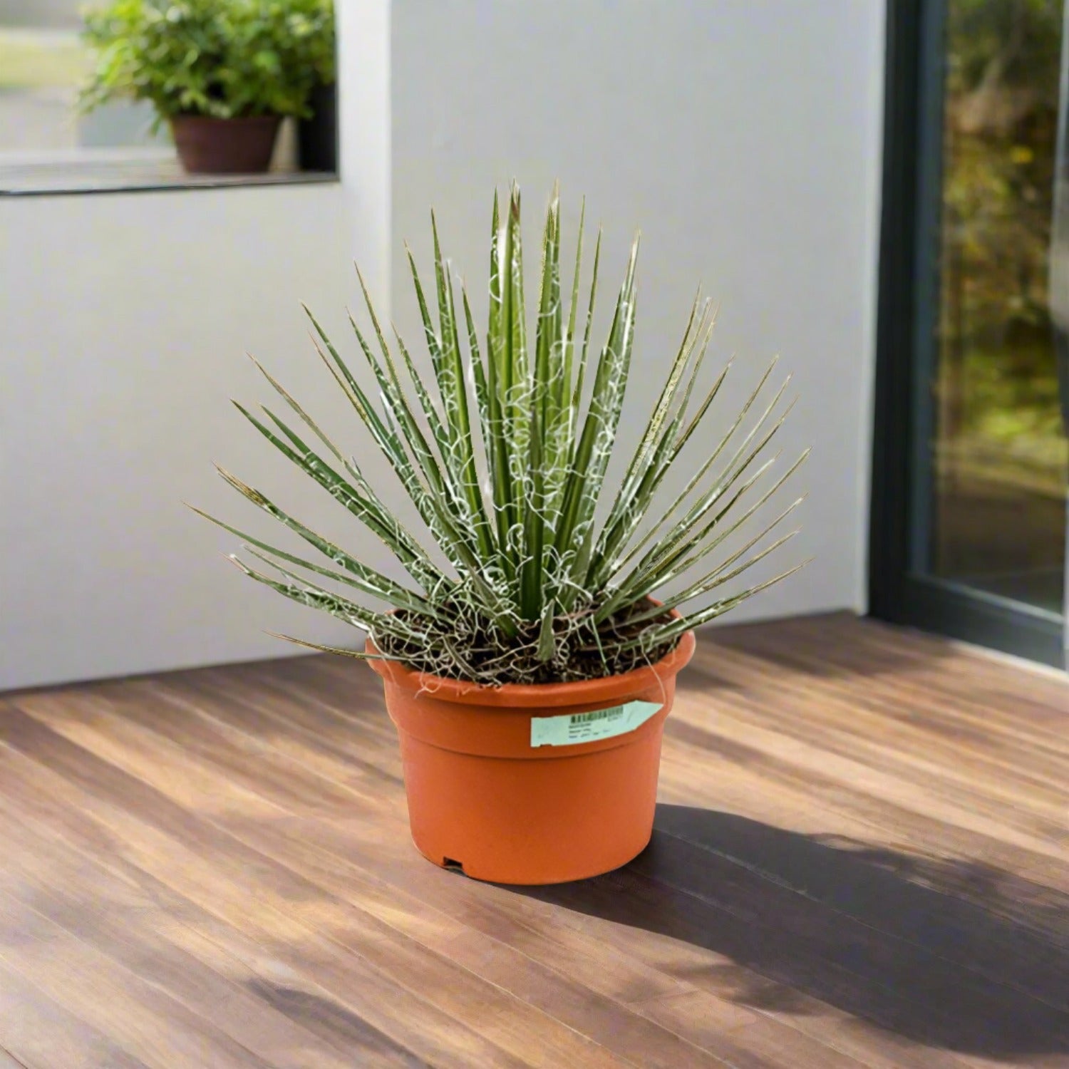 Thread Agave (Agave filifera green) | 40 - 50cm - Acacia Garden Center