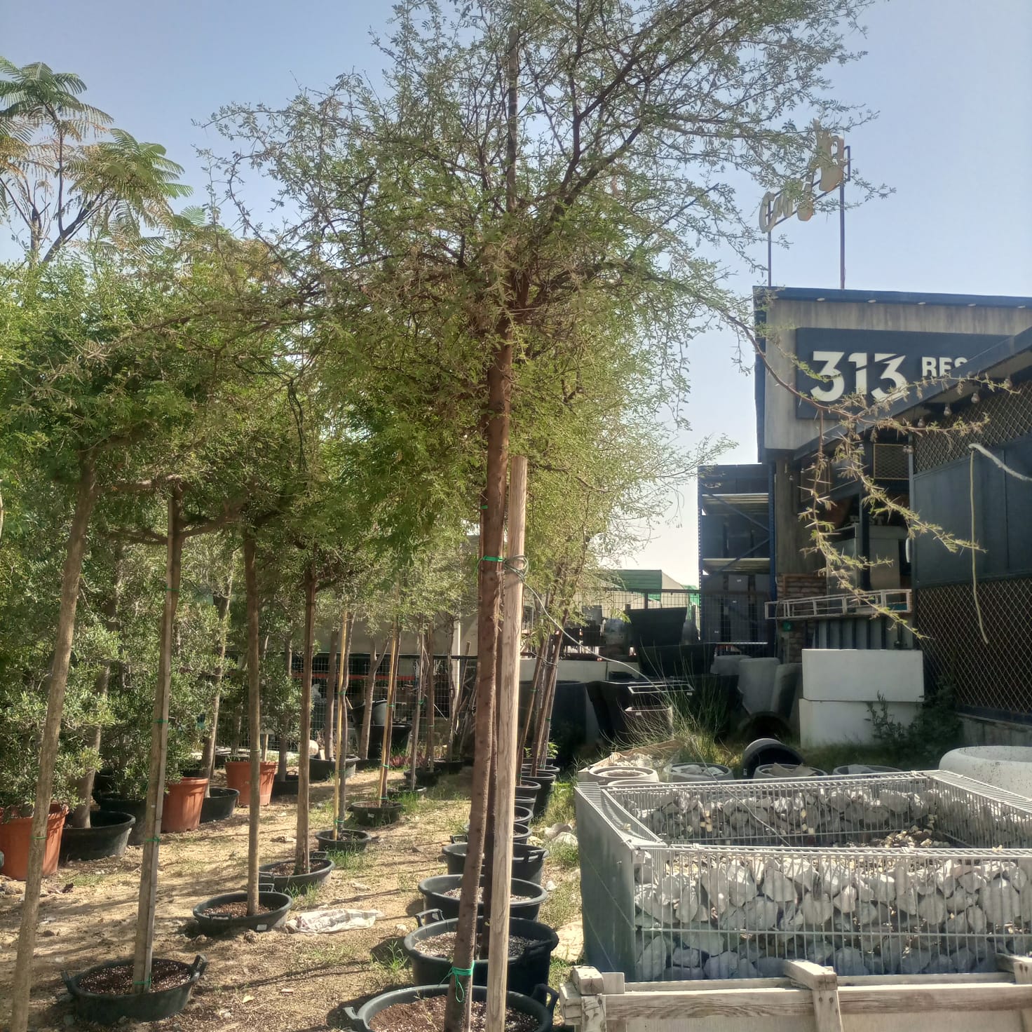 Tree Acacia Mellifera (Blackthorn or Honey acacia) | 2.5 - 3.0 m | 16 cm girth - Acacia Garden Center