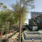 Tree Acacia Mellifera (Blackthorn or Honey acacia) | 2.5 - 3.0 m | 16 cm girth - Acacia Garden Center