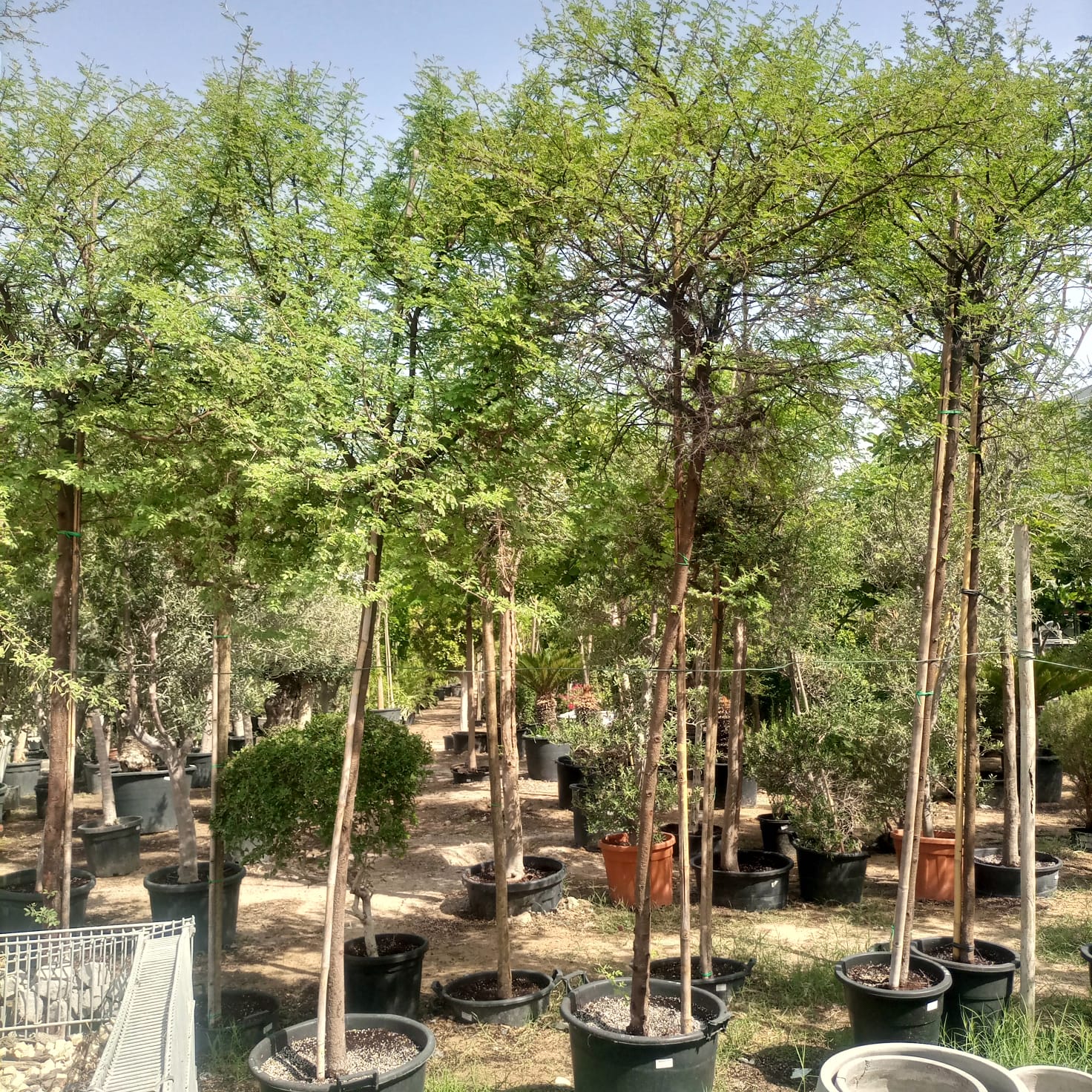 Tree Acacia Mellifera (Blackthorn or Honey acacia) | 2.5 - 3.0 m | 16 cm girth - Acacia Garden Center