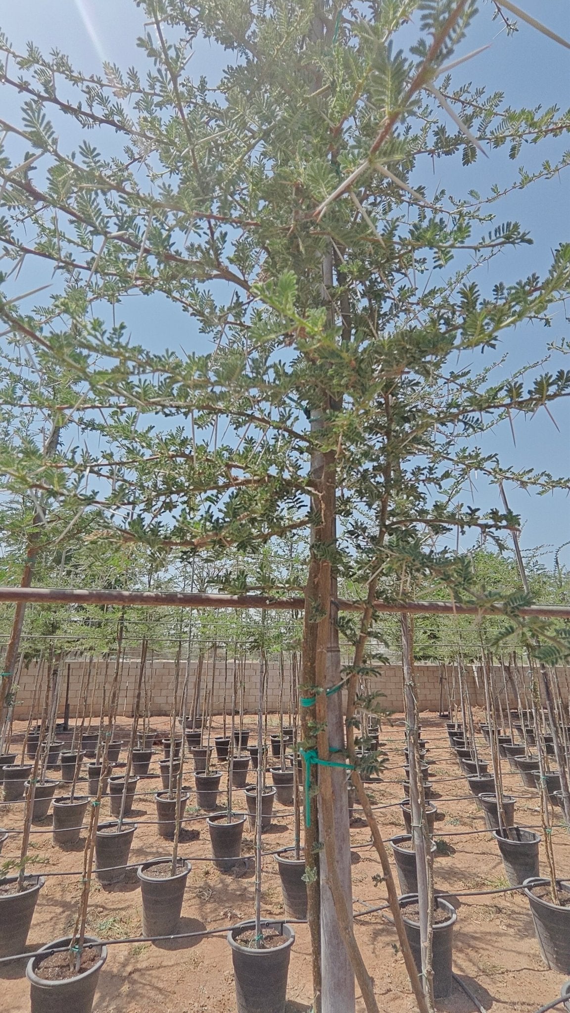 Tree Acacia Mellifera (Blackthorn or Honey acacia) | 2.5 - 3.0 m | 16 cm girth - Acacia Garden Center