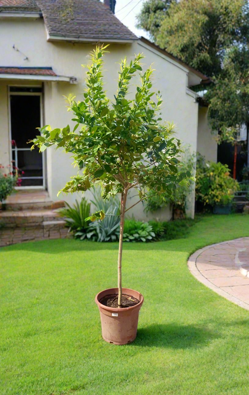 Tree Citrus Lemon | 1.2 - 1.5 m - Acacia Garden Center