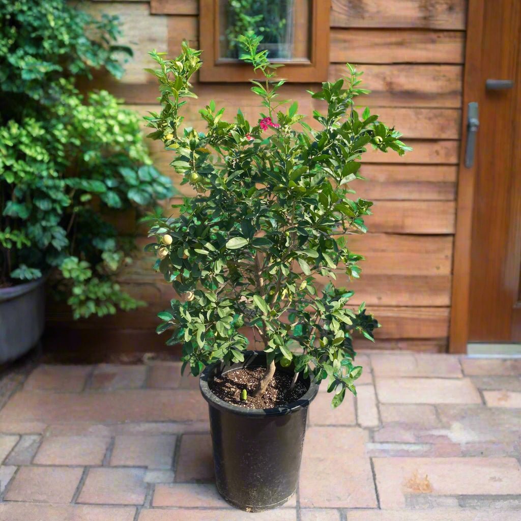 Tree Citrus Lemon | 80 - 100cm - Acacia Garden Center