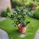 Tree Citrus Mandarin | 30 - 40cm - Acacia Garden Center