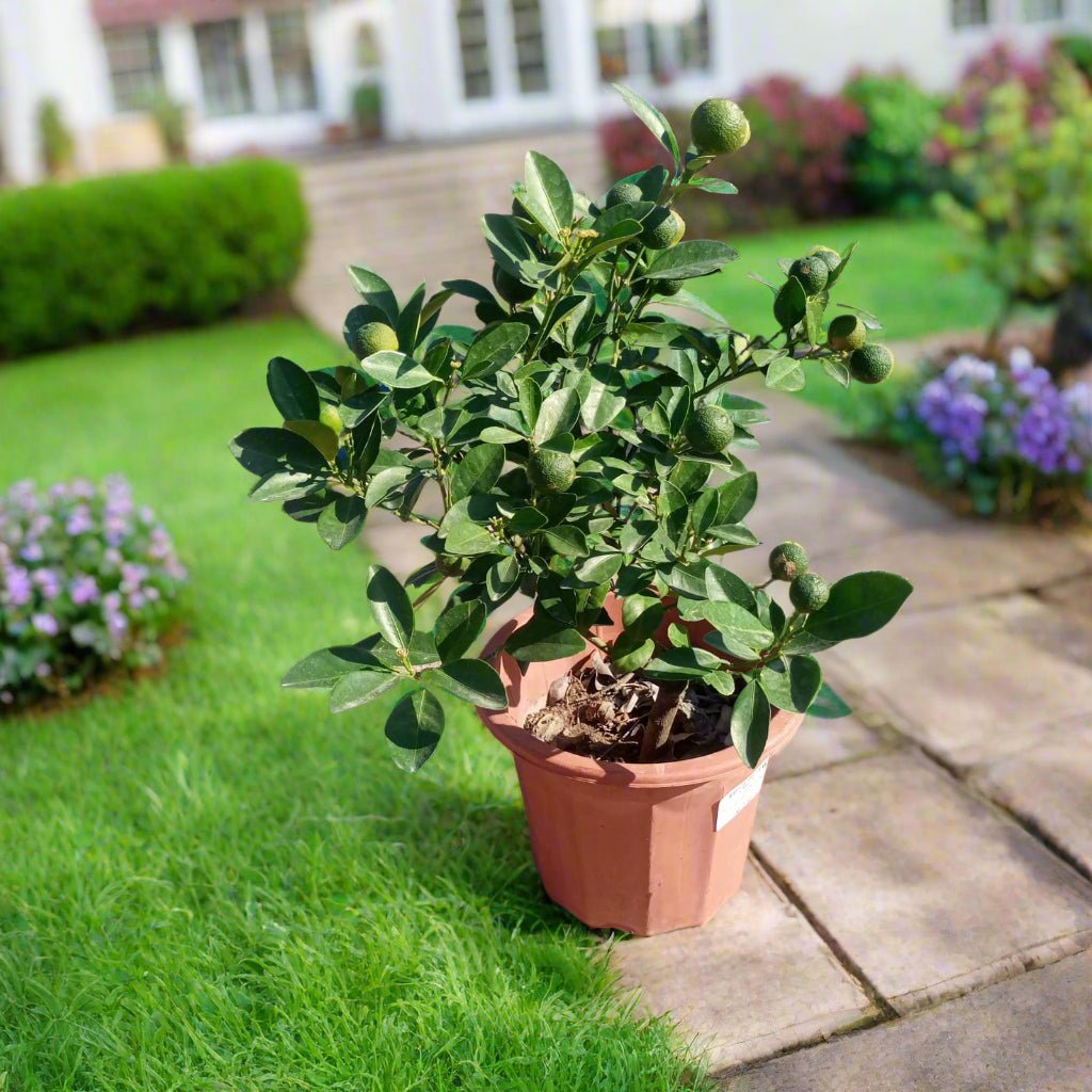 Tree Citrus Mandarin | 30 - 40cm - Acacia Garden Center