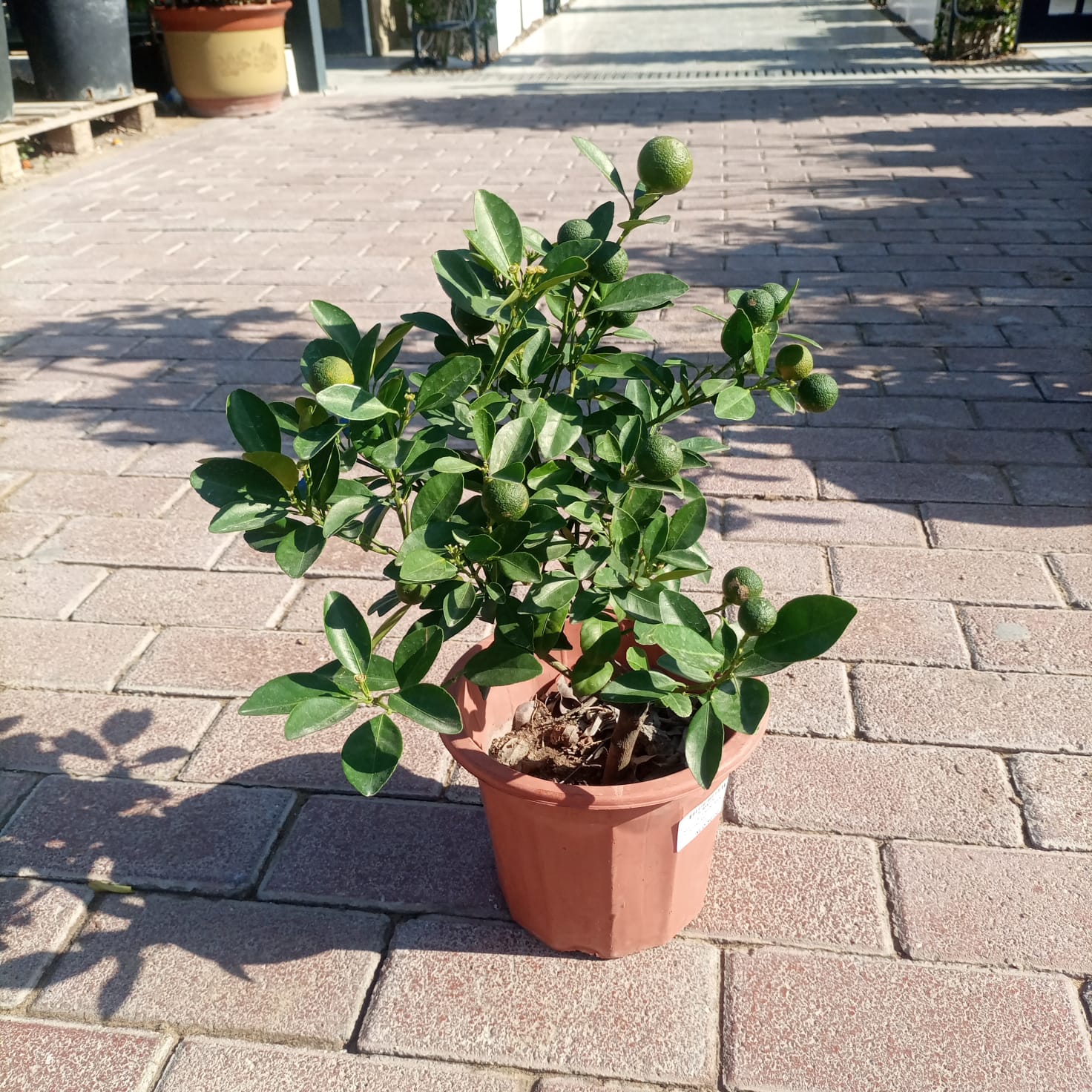 Tree Citrus Mandarin | 30 - 40cm - Acacia Garden Center