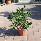 Tree Citrus Mandarin | 30 - 40cm - Acacia Garden Center