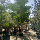 Tree Delonix Regia | 4.0 - 4.5 m | 20 - 25 cm girth - Acacia Garden Center