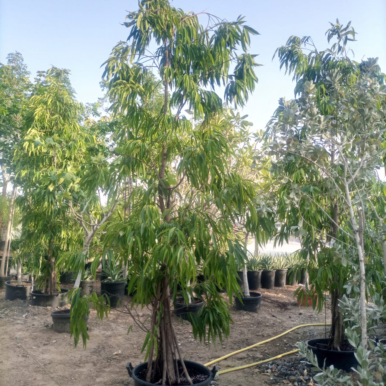 Tree Ficus Amstel Queen | 3.5 - 4.0 m | 16 - 18 cm Girth - Acacia Garden Center