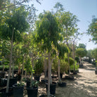 Tree Ficus Amstel Queen | 3.5 - 4.0 m | 18 - 20 cm girth - Acacia Garden Center