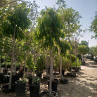 Tree Ficus Amstel Queen | 3.5 - 4.0 m | 18 - 20 cm girth - Acacia Garden Center