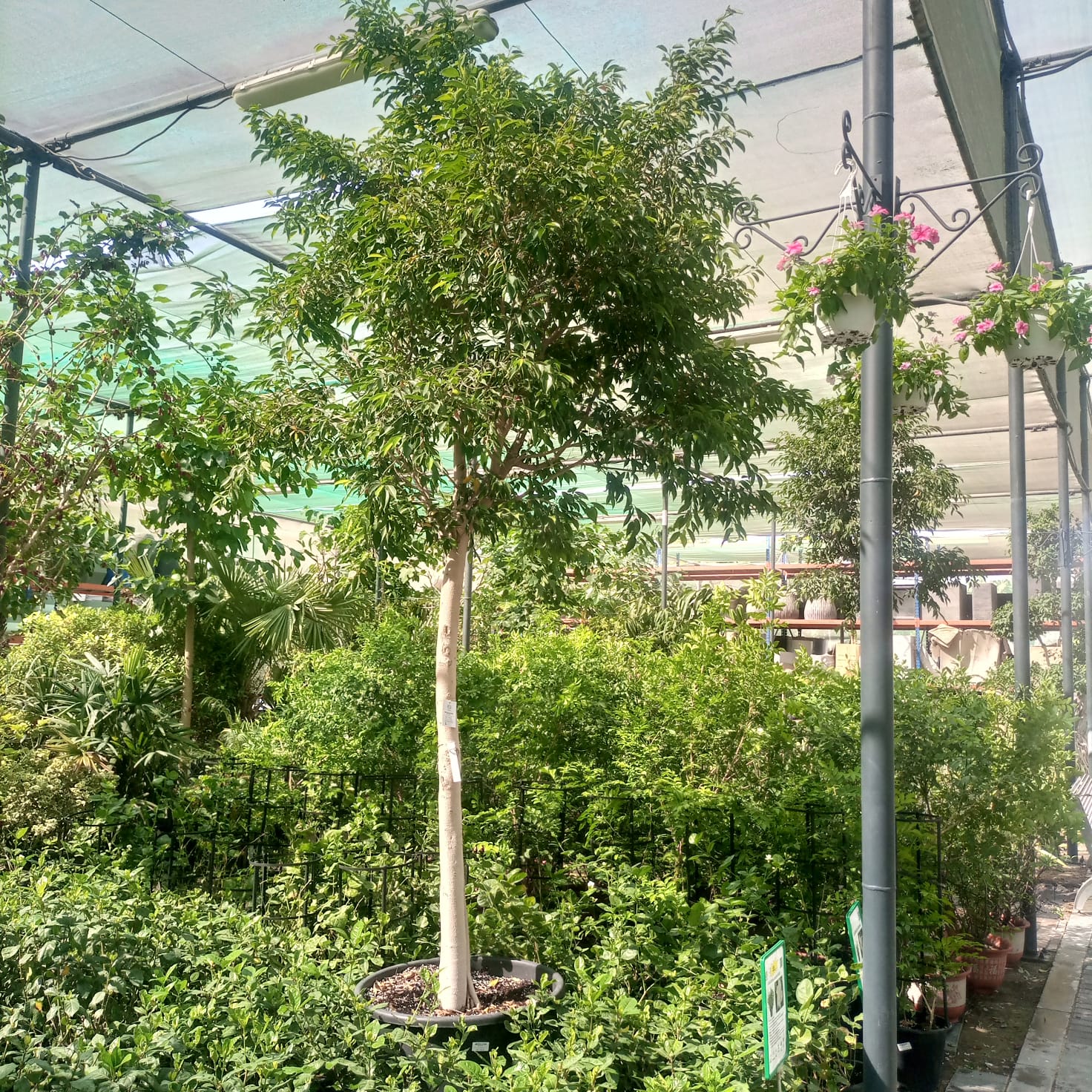 Tree Ficus Benjamina | 3.5 m height | 20 - 25 cm girth - Acacia Garden Center