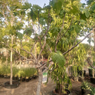Tree Ficus Carica (Common Fig) | 1.5 - 2.0 m - Acacia Garden Center