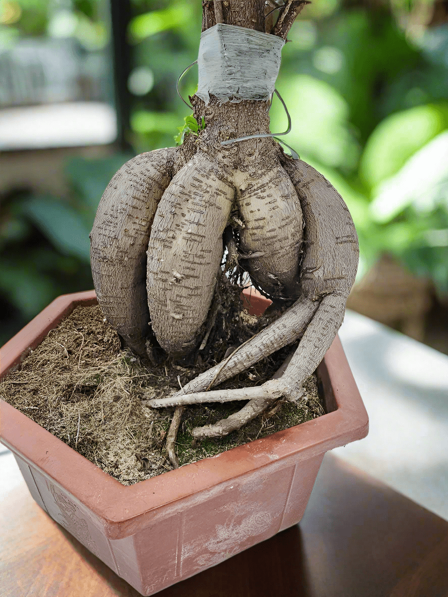 Tree Ficus Ginseng Bonsai (Ficus Microcarpa) - Acacia Garden Center