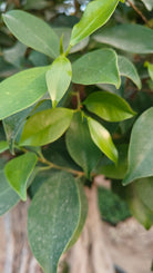 Tree Ficus Microcarpa (Ginseng Bonsai) | 1.5 - 2.0 m - Acacia Garden Center