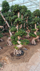 Tree Ficus Microcarpa (Ginseng Bonsai) | 1.5 - 2.0 m - Acacia Garden Center
