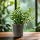 Tree Ficus Panda (Ficus Retusa) - Acacia Garden Center