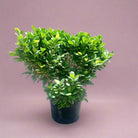 Tree Ficus Panda (Ficus Retusa) Ball Shape - Acacia Garden Center