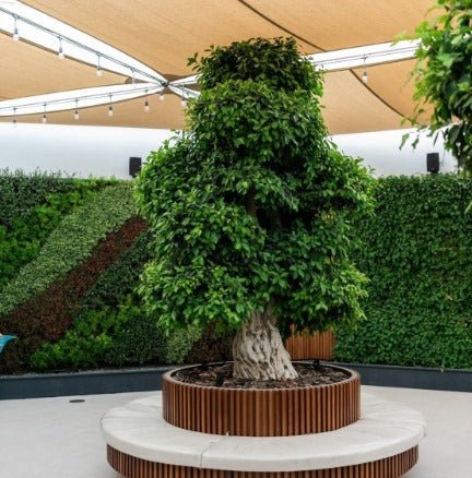 Tree Ficus Retusa Bonsai (Without Planter) | 4.5 - 5.0m - Acacia Garden Center