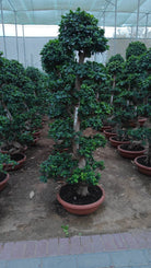 Tree Ficus Retusa Nitida (Indian Laurel) - Acacia Garden Center