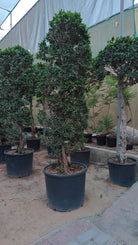Tree Ficus Retusa Nitida (Indian Laurel) - Acacia Garden Center