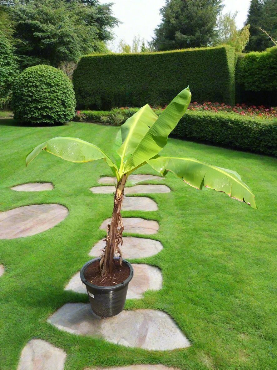 Tree Musa Paradisiaca | 90 - 100 cm - Acacia Garden Center