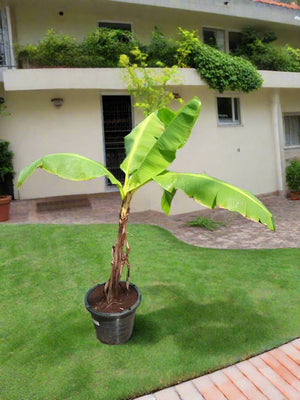 Tree Musa Paradisiaca | 90 - 100 cm - Acacia Garden Center