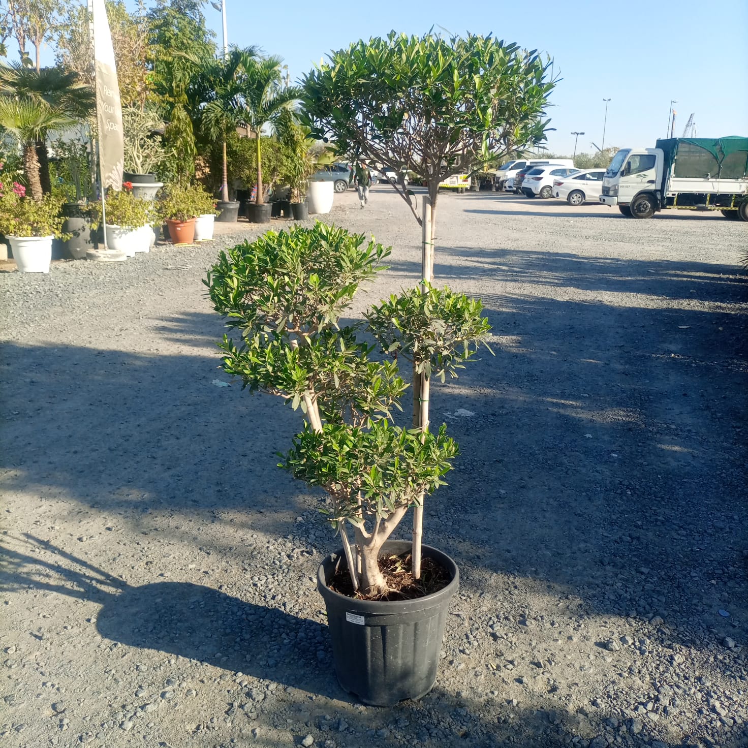 Tree Olea Europaea | 1.2 - 1.5 m - Acacia Garden Center