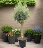 Tree Olea Europea (Olive Tree) | 1.5 - 1.7m - Acacia Garden Center