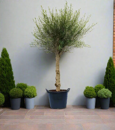 Tree Olea Europea (Olive Tree) | 1.5 - 1.7m - Acacia Garden Center