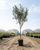 Tree Olea Europea (Olive tree) | 1.5 - 1.8 m - Acacia Garden Center