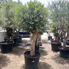 Tree Olea Europea (Olive Tree) - Acacia Garden Center