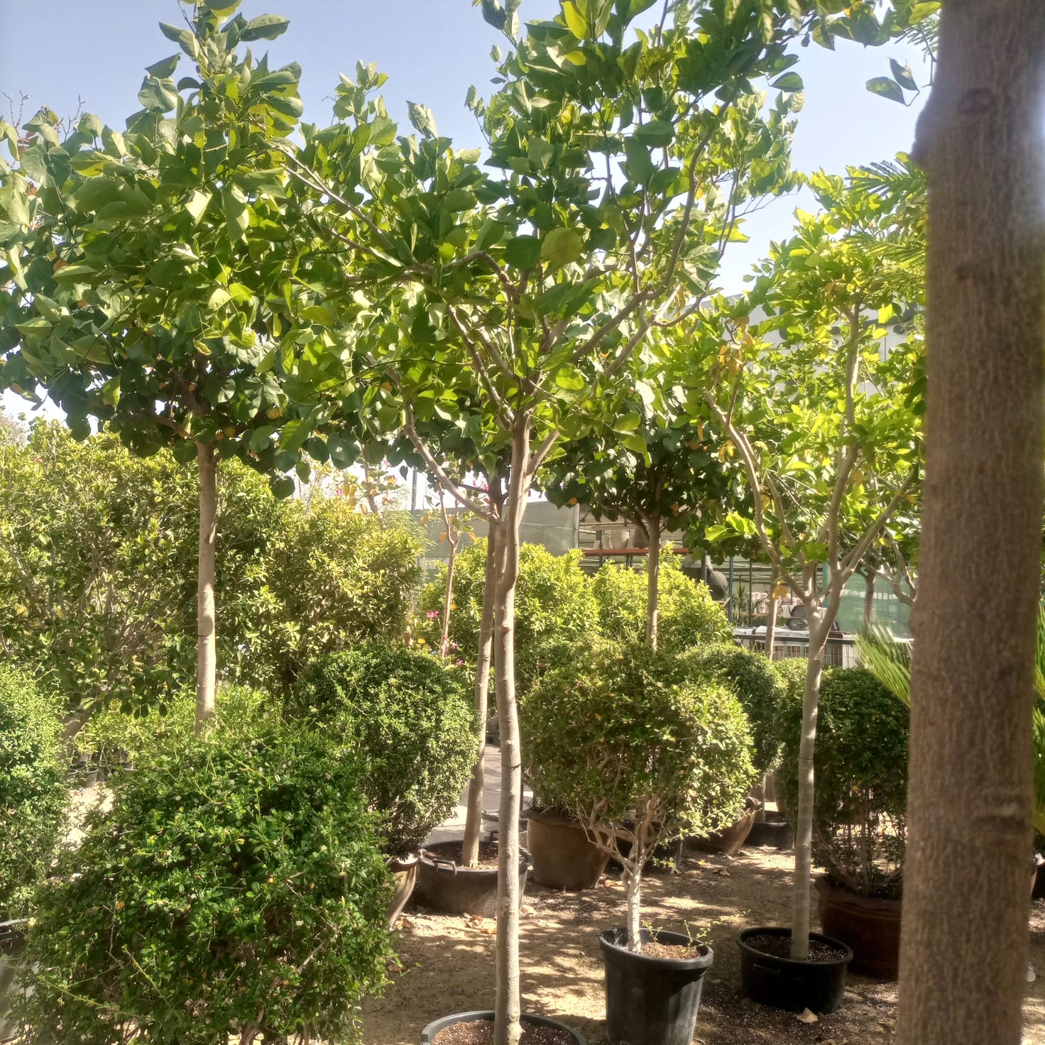 Tree Pongamia Glabra (Millettia pinnata) | 3.5 - 4.0 m | 18 - 20 cm girth - Acacia Garden Center