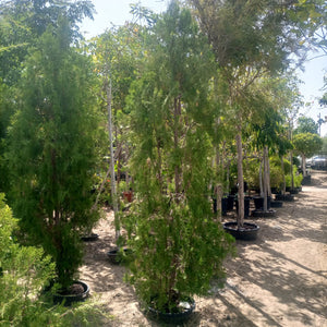 Tree Thuja Orientalis Pyramidalis Aurea | 1.2 - 1.5 m - Acacia Garden Center