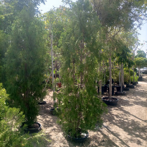 Tree Thuja Orientalis Pyramidalis Aurea | 1.2 - 1.5 m - Acacia Garden Center