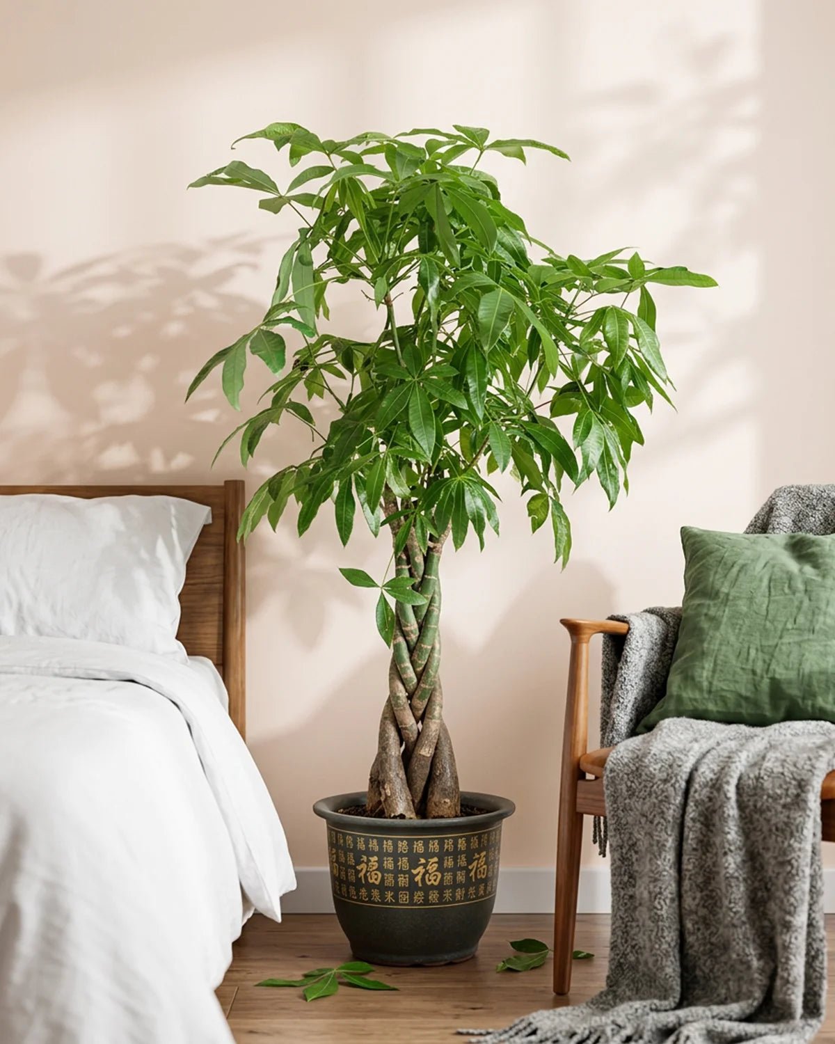 Twisted Money Tree (Pachira aquatica) | Type 15 Braid, 1.5–1.8 m - Acacia Garden Center