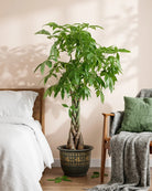 Twisted Money Tree (Pachira aquatica) | Type 15 Braid, 1.5–1.8 m - Acacia Garden Center