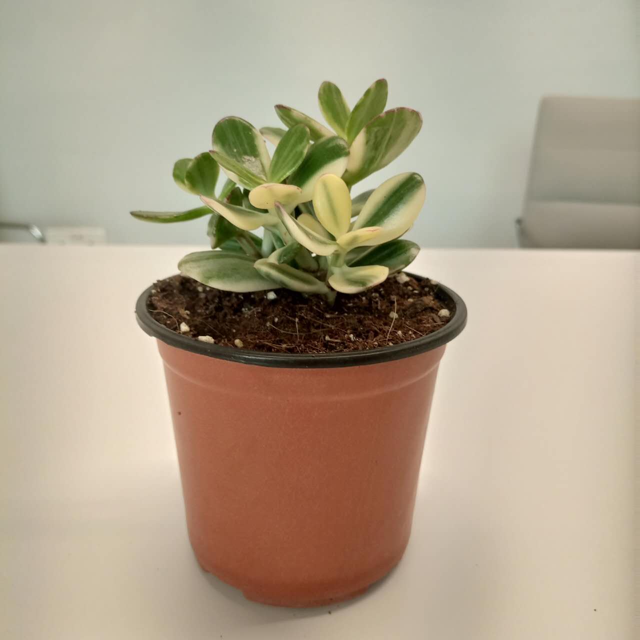 Variegated Crassula Ovata (Jade Plant) - 10 cm - Acacia Garden Center