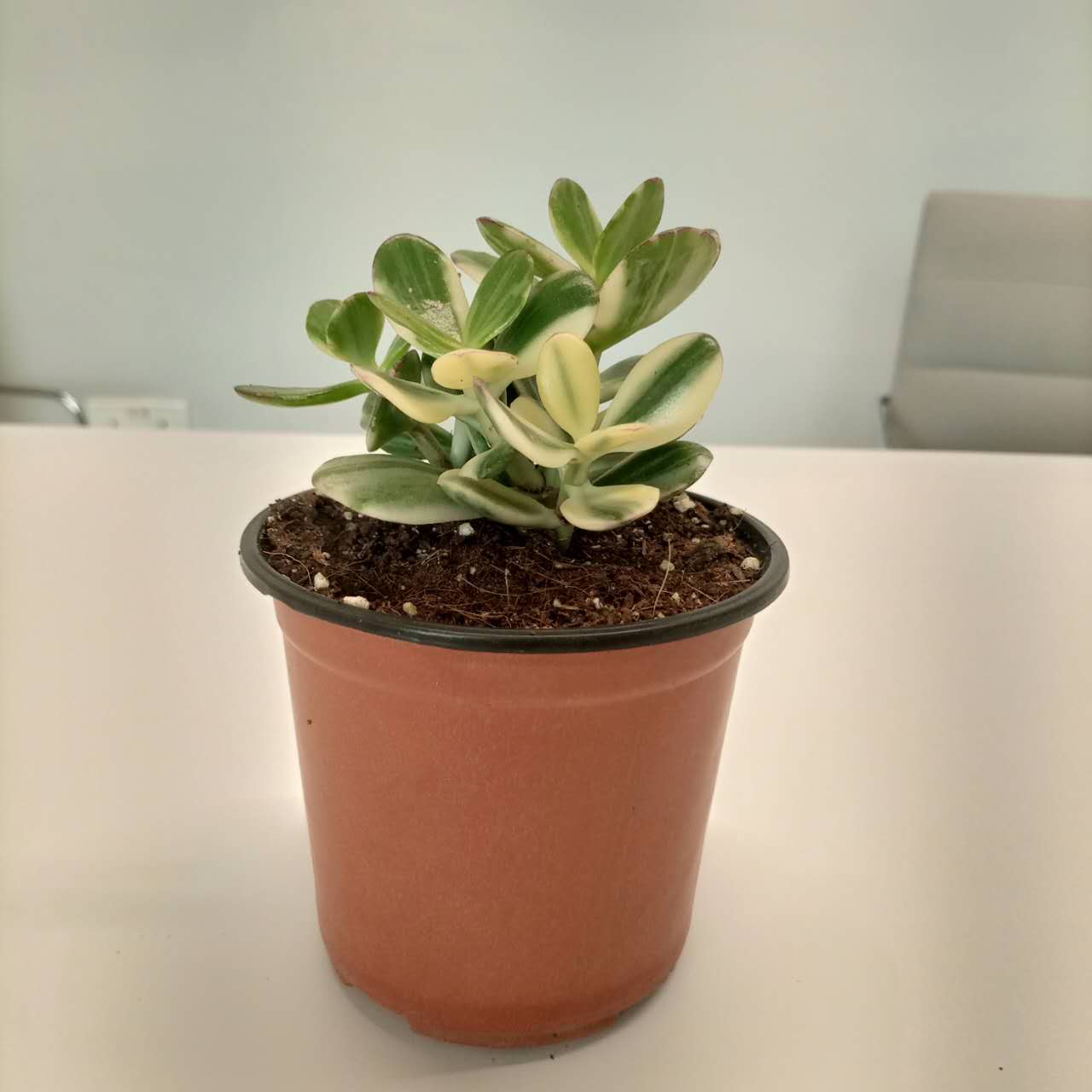 Variegated Crassula Ovata (Jade Plant) - 10 cm - Acacia Garden Center