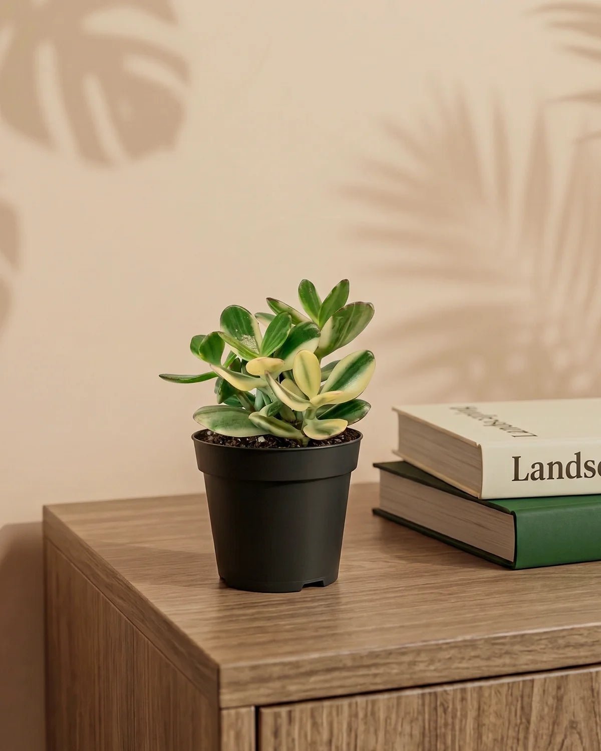 Variegated Jade Plant (Crassula ovata ‘Variegata’) | Compact, ~10 cm - Acacia Garden Center