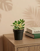 Variegated Jade Plant (Crassula ovata ‘Variegata’) | Compact, ~10 cm - Acacia Garden Center
