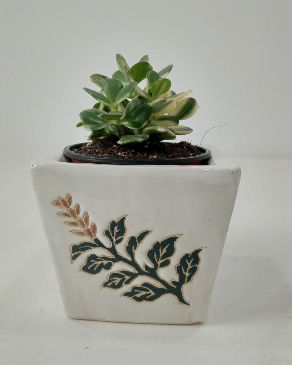 Variegated Jade Plant (Crassula ovata ‘Variegata’) | Compact, ~10 cm - Acacia Garden Center