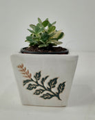Variegated Jade Plant (Crassula ovata ‘Variegata’) | Compact, ~10 cm - Acacia Garden Center